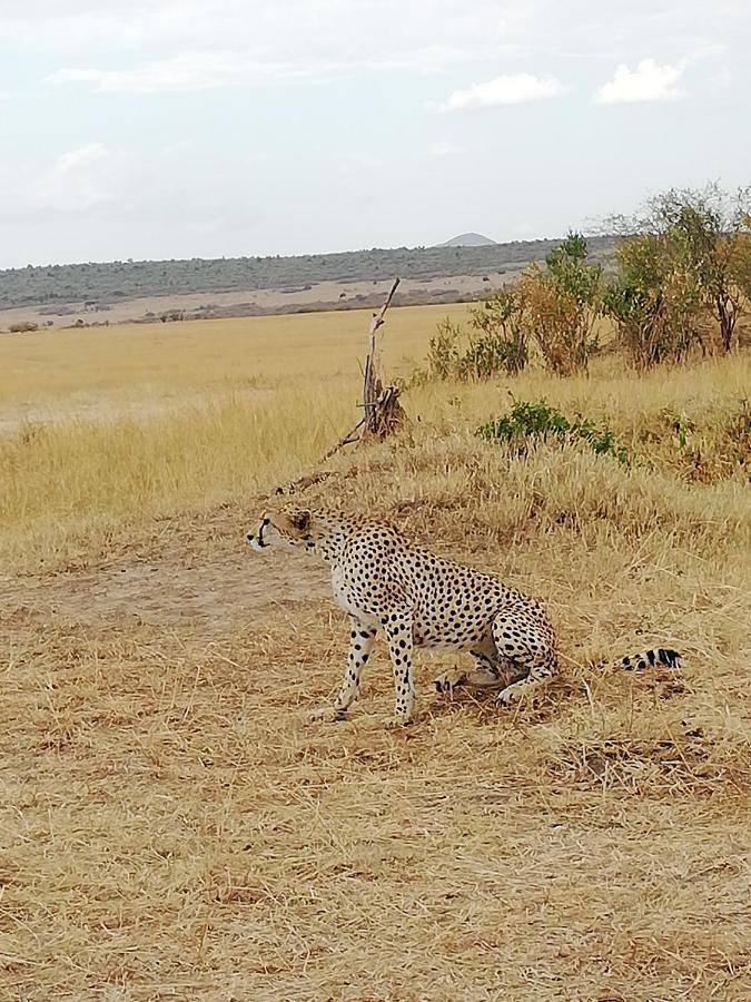 Eco Mara Forest Camp